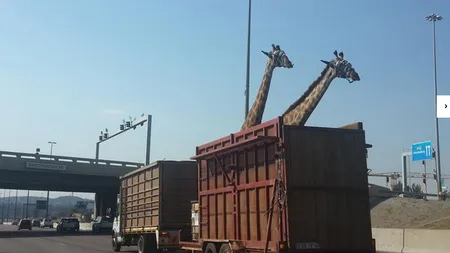 Un şofer de camion a uitat că transportă girafe şi a trecut pe sub un pod. Ce a urmat este groaznic FOTO