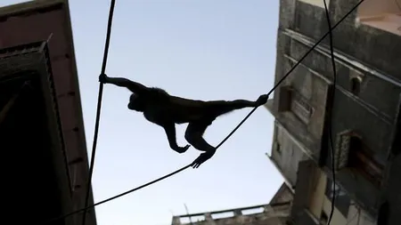 Pe limba animalelor. Oameni deghizaţi în maimuţe, angajaţi să sperie primatele din Parlamentul Indiei