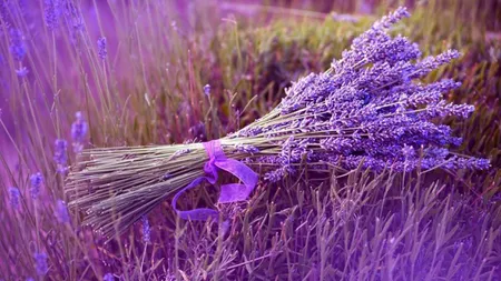 Lavanda şi multiplele ei întrebuinţări. 8 reţete pentru sănătate şi îngrijirea casei