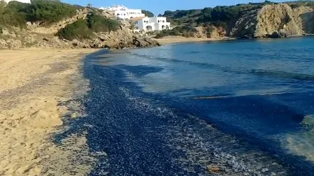 Coasta de Vest a Statelor Unite, invadată de meduze albastre IMAGINI ULUITOARE