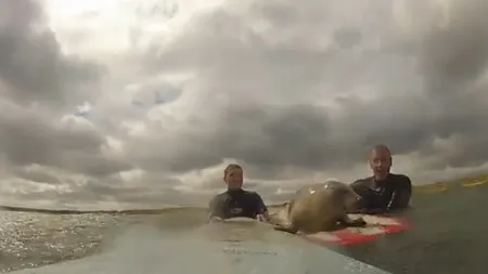 Un PUI de FOCĂ năstruşnic s-a apucat de SURF VIDEO