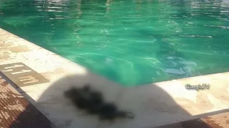 Piscină de fiţe din Giurgiu, cu şoareci şi broaşte moarte VIDEO