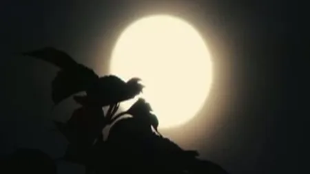 Fenomene spectaculoase pe cerul României. În seara asta avem SUPER LUNA şi o PLOAIE DE STELE