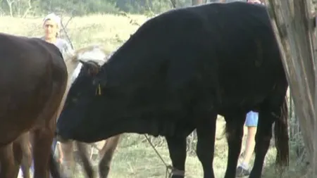 Dramă fără margini în Mehedinţi. Un tânăr de 29 de ani a fost omorât de un taur VIDEO
