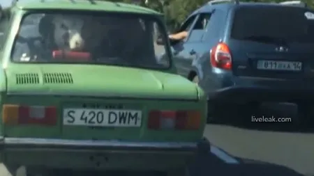 Patruped în maşină de bipezi: Un rus şi-a transportat VIŢEII cu autoturismul personal VIDEO