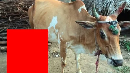 Descoperire CIUDATĂ făcută de un FERMIER în GRAJD: Ce i-a fătat VACA este un adevărat MIRACOL FOTO