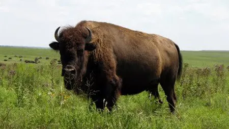 Zeci de bizoni, otrăviţi cu FURADAN, la o fermă din Bihor