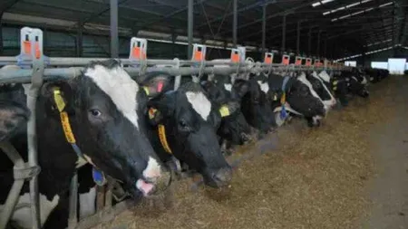 ANSVSA: 757 de animale diagnosticate cu 