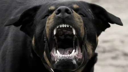 Bărbat, sfâşiat de propriul câine. Poliţiştii au fost nevoiţi să împuşte Rottweilerul