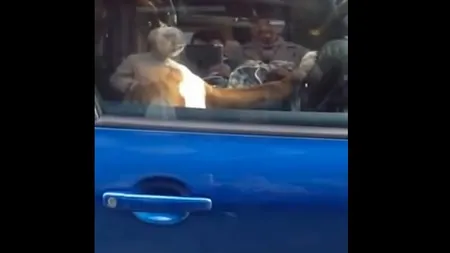 Reacţia INCREDIBILĂ a unui câine care este lăsat SINGUR în MAŞINĂ VIDEO