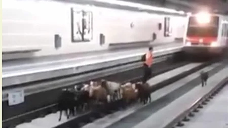 Pasageri SURPRIZĂ la metrou, în Barcelona. O turmă de capre a ajuns pe şine VIDEO