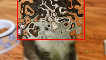 Fotografia zilei. Un pui de pisică face FURORI pe INTERNET cu nasul său în formă de INIMĂ FOTO