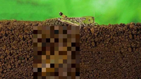 MIRACOLE din LUMEA NECUVÂNTĂTOARELOR. Cum depune OUĂ o LĂCUSTĂ FOTO