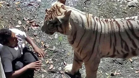 Un TÂNĂR BEAT a fost MÂNCAT de un TIGRU după ce a intrat în cuşca lui de la ZOO IMAGINI ŞOCANTE