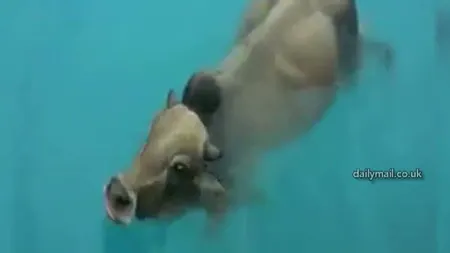 Un taur a întrerupt un concurs naţional de înot în India VIDEO
