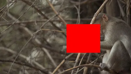 Fotografia ZILEI. Gestul INTELECTUAL al unei MAIMUŢE amuzante a înnebunit INTERNETUL FOTO