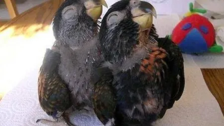Şi ANIMALELE ZÂMBESC! Galerie foto amuzantă cu necuvântătoare surâzătoare FOTO