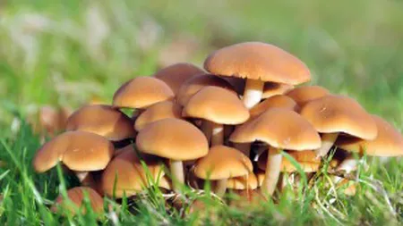 Ai grijă la părţile toxice ale alimentelor
