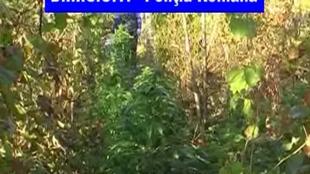 Cultură ilegală de canabis, descoperită în viţa de vie VIDEO
