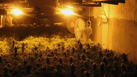 Doi nemţi şi o thailandeză păstoreau o plantaţie de canabis în Sibiu. Mascaţii le-au bătut la uşă