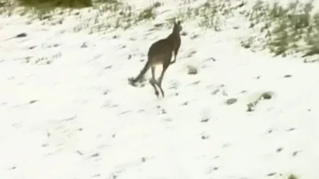 Fenomen METEOROLOGIC RAR în Australia. Cangurii ţopăie prin ZĂPADĂ VIDEO