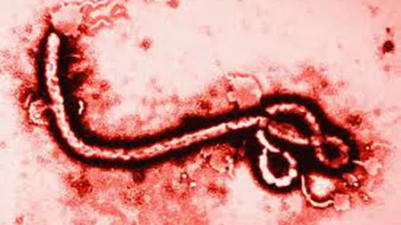 Alertă în EUROPA: Virusul EBOLA ajunge pe 