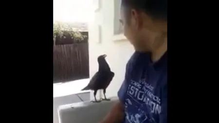 Un CORB NESIMŢIT înjură un bărbat imediat ce deschide ciocul: F**K YOU! VIDEO