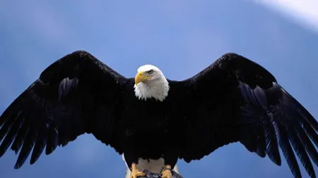Ce nu ştiai despre împerecherea vulturilor, nucile de cocos, dar şi...