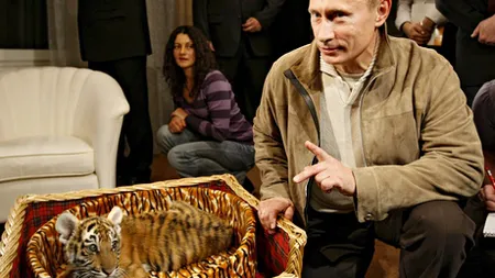 Tigrul lui Putin a dat LOVITURA: A atacat o fermă de găini din China şi a DEVORAT păsările VIDEO