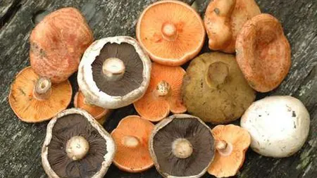 30 de maramureşeni, INTOXICAŢI cu ciuperci. Un copil, în COMĂ