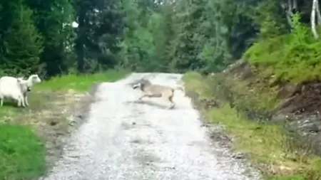 Întâlnire de gradul zero între trei oi şi un lup. Ce a urmat este INCREDIBIL. VIDEO