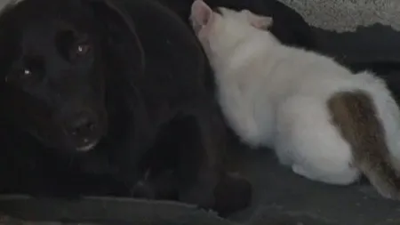 Sentimentele materne nu cunosc...speciile: O căţeluşă alăptează doi pisoi