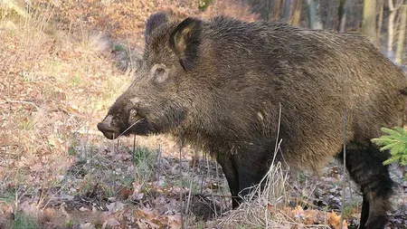 Nu e banc. Un PORC s-a ÎMBĂTAT criţă şi s-a luat la bătaie cu o VACĂ