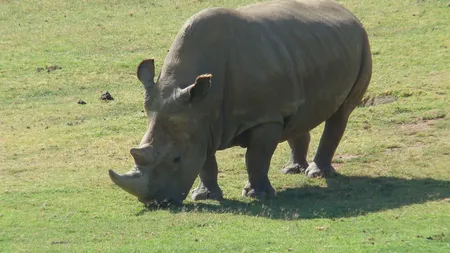 Veste tristă în lumea animalelor, o altă specie o să dispară: Ultimul mascul apt pentru reproducere a murit