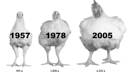 Cum s-au schimbat puii, din 1957 şi până acum. Diferenţa este uluitoare FOTO