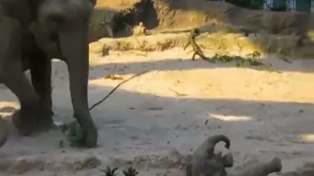 Grijă părintească în lumea animalelor: Pui de elefant, salvat de părinţi dintr-o groapă VIDEO