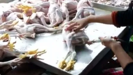 SCANDALOS. Apă la preţ de carne, cum sunt umflaţi puii congelaţi VIDEO