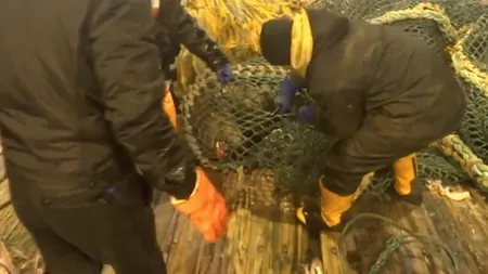 Pescar MUŞCAT şi TRÂNTIT la podea de creatura pe care a prins-o din greşeală în PLASĂ