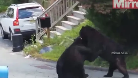 Bătaie între URŞI în mijlocul unei străzi dintr-un oraş. Oamenii au rămas mască când au văzut bestiile VIDEO