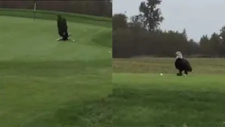 Apariţie STRANIE pe terenul de golf. Un vultur fură mingea unui jucător VIDEO