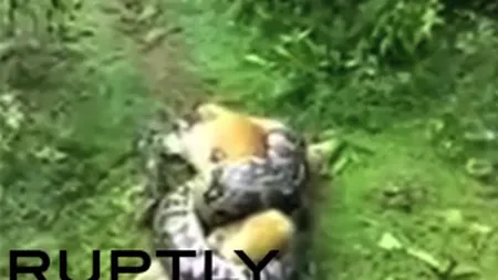 Luptă pe VIAŢĂ şi pe MOARTE între un piton şi un câine. Cine a câştigat VIDEO ŞOCANT