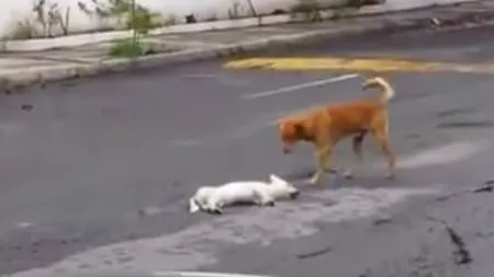 MOMENT SFÂŞIETOR. Cum încearcă un câine să salveze un alt căţel lovit de maşină