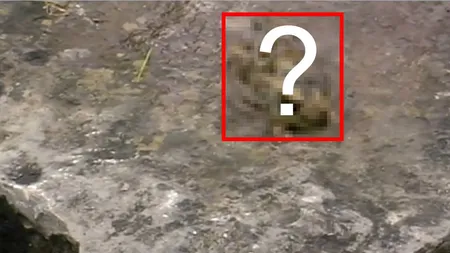 Cum arată BROASCA cu TREI CAPETE, creatura bizară care îşi bate joc de perfecţiunea naturii VIDEO