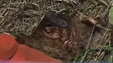 Hotărât să supravieţuiască. Un maidanez a înotat câteva ore într-un canal colector din Constanţa VIDEO