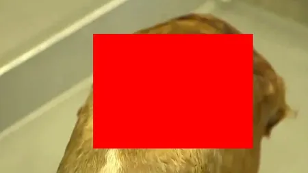 CREATURA BIZARĂ care a şocat INTERNETUL. A fost descoperit un CAL CICLOP VIDEO