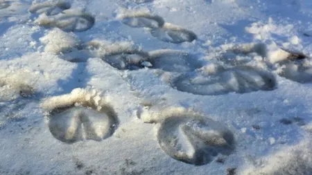 Aşa arată picioarele Diavolului! Nici măcar agheasma nu au putut şterge urmele lăsate de Necuratul