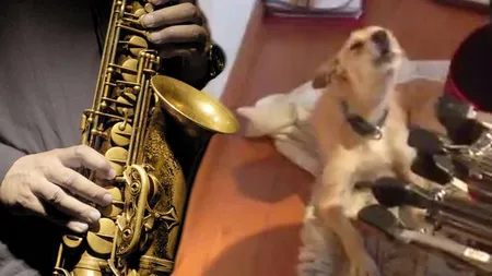Un PATRUPED ARTIST şi-a uimit stăpânul cu un DUET de vis. Ce s-a întâmplat când a auzit SAXOFONUL VIDEO