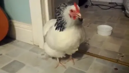 Găina care strănută. Filmul care a devenit viral pe internet VIDEO