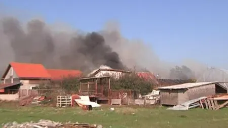 40 de câini au murit în chinuri, într-un incendiu care a cuprins adăpostul în care aceştia se aflau FOTO