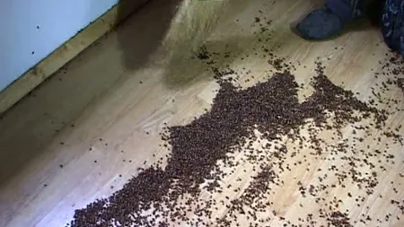 INVAZIE DE BUBURUZE în satele din Arad. Localnicii sunt DISPERAŢI / VIDEO